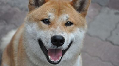 Gather around children, let me spin you the tale of NLRB whistleblower vs Musk's DOGE. It has government espionage, a billionaire megalomaniac, Russian hackers, coverup conspiracies, and even blackmail by drone