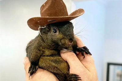 Did Peanut need to die? New details emerge in social media squirrel drama
