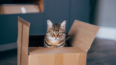 How to entertain a cat that doesn’t like toys: 7 vet-approved solutions (and whether you need to worry)