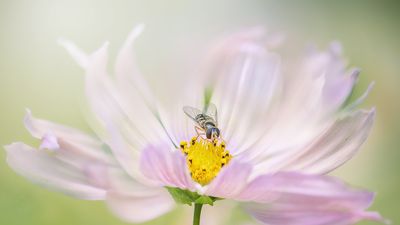 How to help hoverflies in your yard – discover the crucial role they play and 5 plants these underrated pollinators love