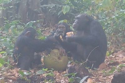 Chimpanzees seen eating alcohol-infused fruit for the first time, raising questions about evolution