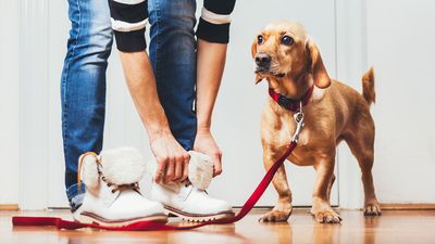 Does your dog always run out of the door before your walk? Here’s what to do