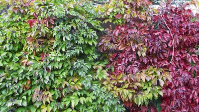 How to grow Virginia creeper – it may divide opinion, but this fast-growing, shade-tolerant vine will cover walls and fences in record time