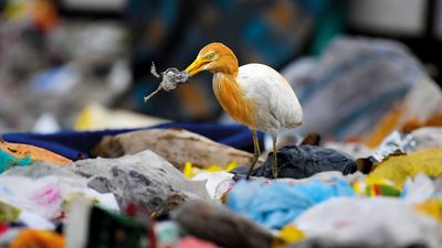 I used a DSLR and an ultra-telephoto lens to convey a vital truth – that the fate of wildlife is inextricably linked to the health of our environment