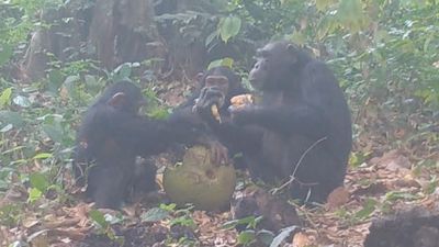 Watch boozing chimps share alcoholic fruit. Is this how social drinking started?
