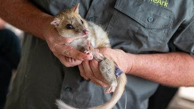 Century-long drought over as quolls thrive again