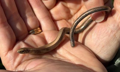 Country diary: A slow worm slowly warms in the palm of my hand