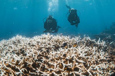 Coral Reefs Pushed To Brink As Bleaching Crisis Worsens
