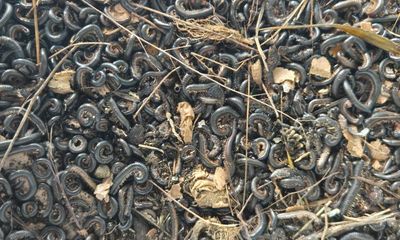 ‘I’ve woken up with them on my face’: millipede infestation horrifies Wellington
