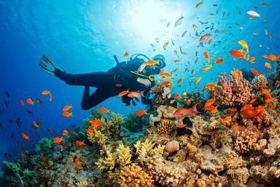 More than 80% of world’s coral reefs hit by worst bleaching event in history