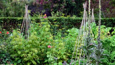 How to get rid of bean seed flies – a pest control expert reveals how to keep crops safe from these seed munchers