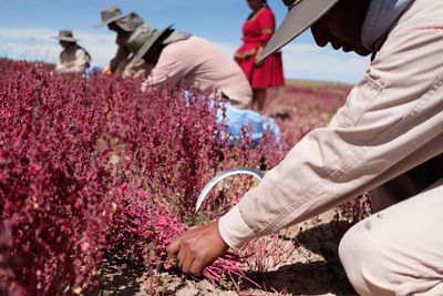 ‘Cañahua chose me’: can an ancient relative of quinoa revive rural Bolivia’s economy?