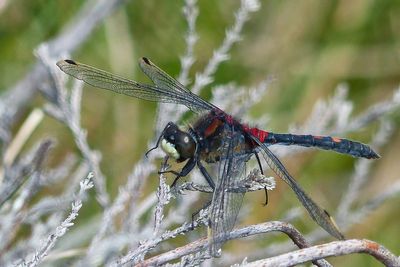 Endangered dragonfly reintroduced to Cumbrian peatland after almost vanishing in England