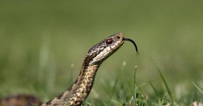 Decline of Scotland’s last venomous snake sparks conservation fears