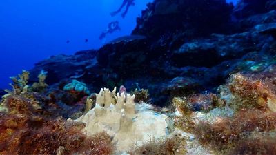 More than 80% of the world's coral reefs hit by worst bleaching event in recorded history
