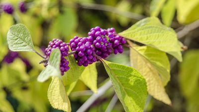 April is the ideal time to prune beautyberry shrubs – for a stunning display of vibrant berries this fall