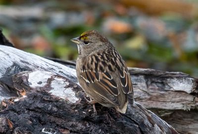 "Drab" species are studied less: study