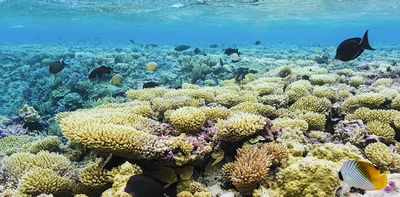 Trump is stripping protections from marine protected areas – why that’s a problem for fishing’s future, and for whales, corals and other ocean life