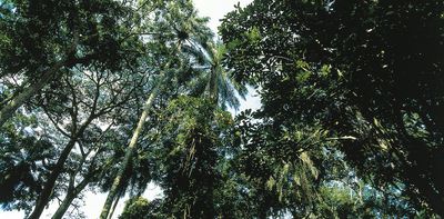 Humans lived in African rainforests 150,000 years ago, far earlier than believed – new research