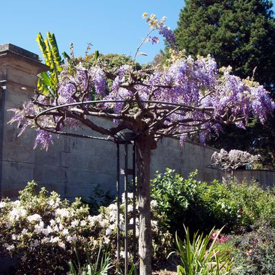 Wisteria umbrellas are this spring's breakout garden trend – not only are they perfect for small spaces, but they're easier to maintain, too