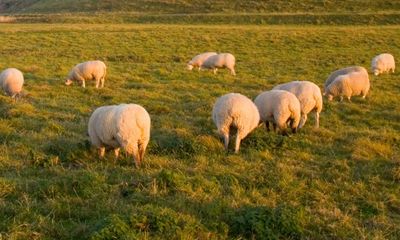 ‘We don’t call them woolly maggots’: how wildlife campaigners put sheep at heart of rewilding plans