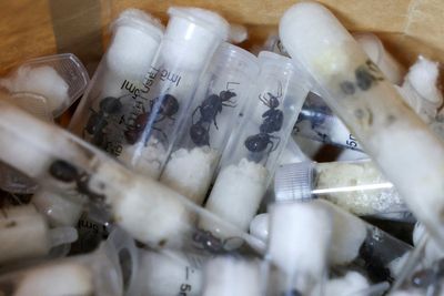Ants are at the centre of a new crime ring threatening Europe: ‘It’s like cocaine’