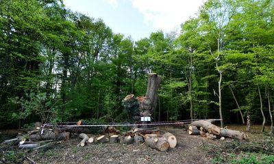 Felled giants expose gaps in tree protection