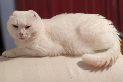 Cat cancer warning issued after pet had ears amputated due to sun damage