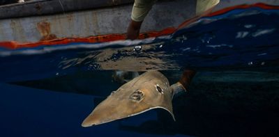 Paying fishers to release sharks accidentally caught in their nets can incentivise conservation action – but there’s a catch