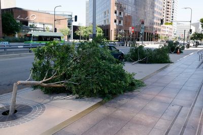 Suspect arrested after numerous trees were cut down with a chainsaw across Los Angeles
