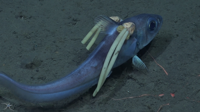 Scientists capture footage of bizarre deep-sea creature with parasite pig tails