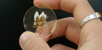 Fossil teeth show extinct giant kangaroos spent their lives close to home – and perished when the climate changed