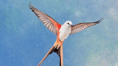 The creators of Wingspan are 'suing the president' to try and save board game publishers from tariff annihilation