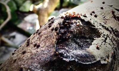 Country diary: Thousands of honey drops on a single branch