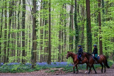 Bluebells and other spring flowers can be nature's antidote to stressful times