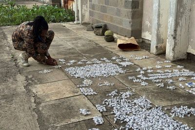 The lucrative new crime ring threatening Kenya’s ecosystem