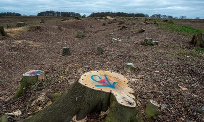 Planning bill would allow builders to ‘pay cash to trash’ nature, say UK experts