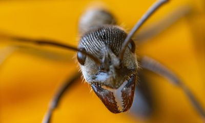 Two teens and 5,000 ants: how a smuggling bust shed new light on a booming trade