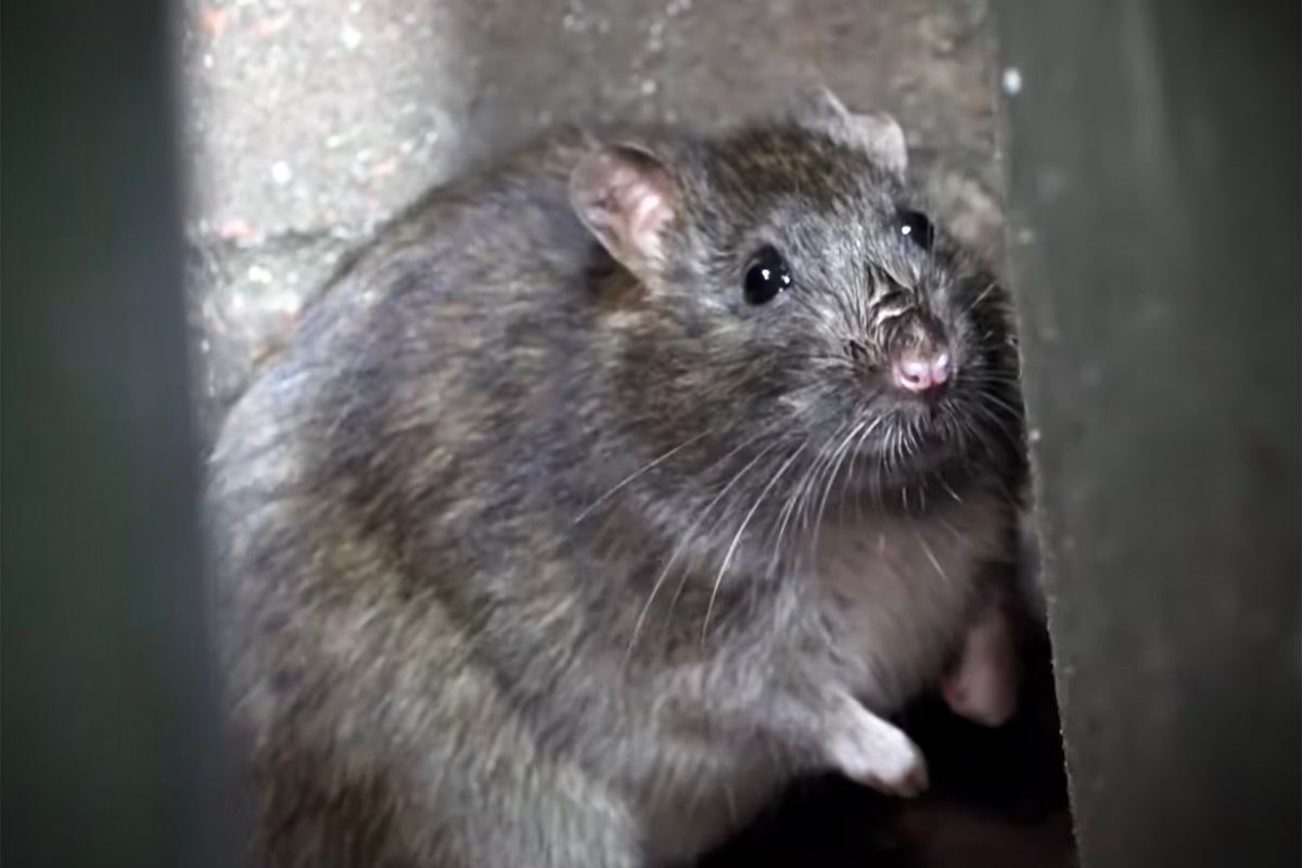 Rats the ‘size of dachshunds’ terrify Birmingham…