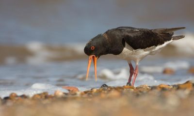 Norfolk bird surveyors find Britain’s oldest known oystercatchers