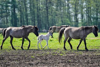 AP PHOTOS: A herd of wild horses with origins in the 14th century still roams the German countryside