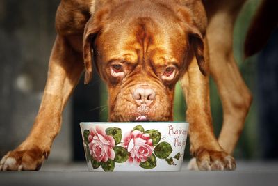 Expert reveals the disgusting reason why you should never let your dog drink from a shared water bowl