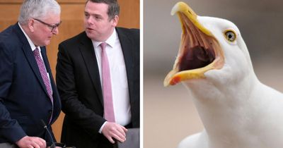 SNP ministers consider seagull crackdown amid fears 'birds may kill someone'