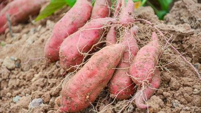 You can grow sweet potatoes in a container on a deck, patio, or balcony – 7 expert steps for big harvests in small spaces