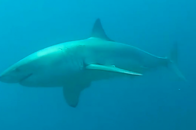 Moment diving instructor comes face-to-face with 12ft great white shark off South Carolina coast