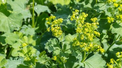 How to grow lady's mantle – for a shade-tolerant ground cover plant that will thrive in challenging borders