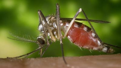 La Crosse virus disease: The rare mosquito-borne illness that causes deadly brain inflammation