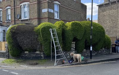 Famous London elephant hedges face wipeout from devastating fungal disease