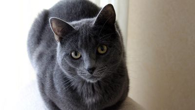 Senior cat abandoned in 2023 finds forever home after going viral on social media