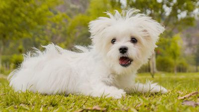 Maltese dogs are an ancient breed that has been around for thousands of years – and their popularity isn’t slowing down
